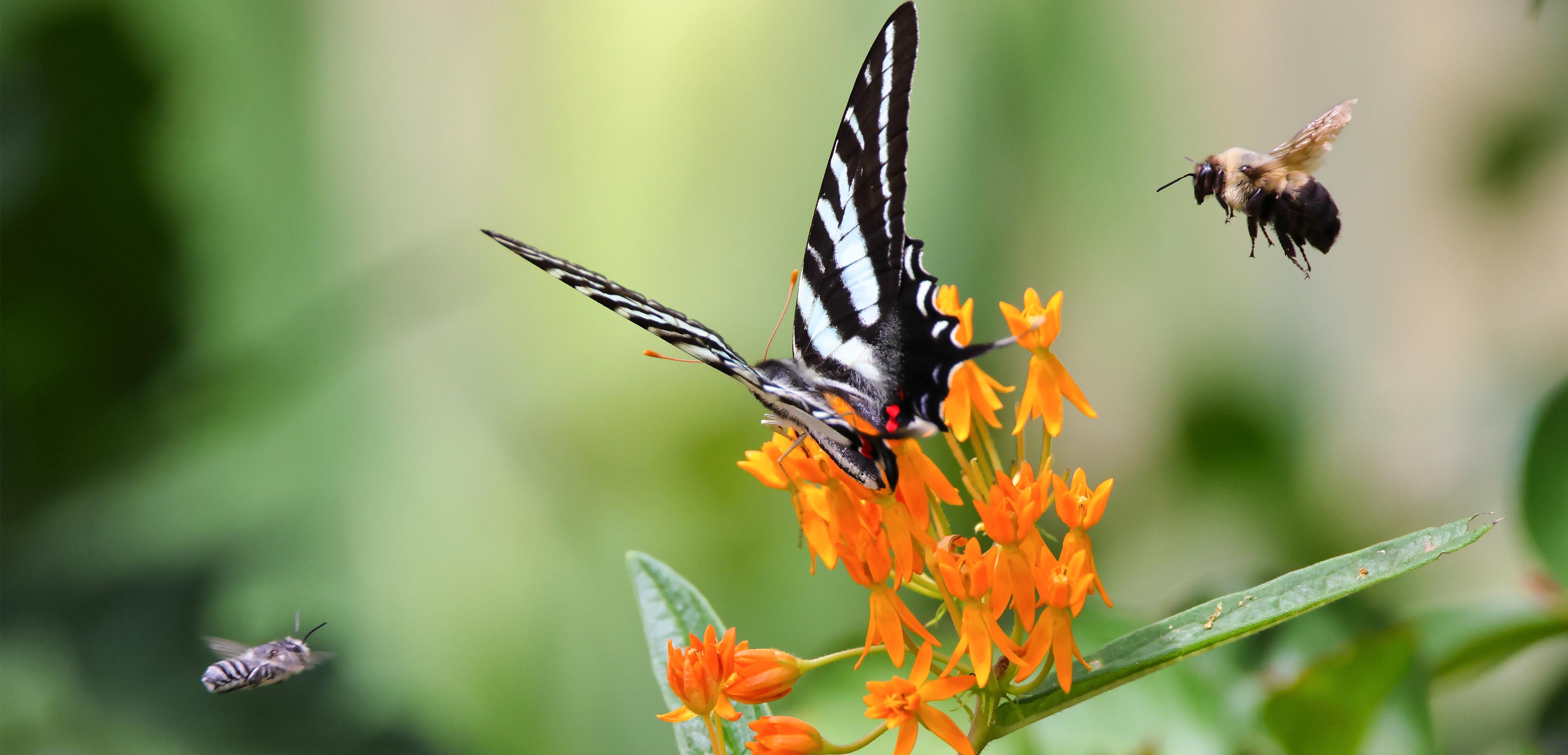 75 of Our Global Crops Rely on Animals to Survive. Swire Properties