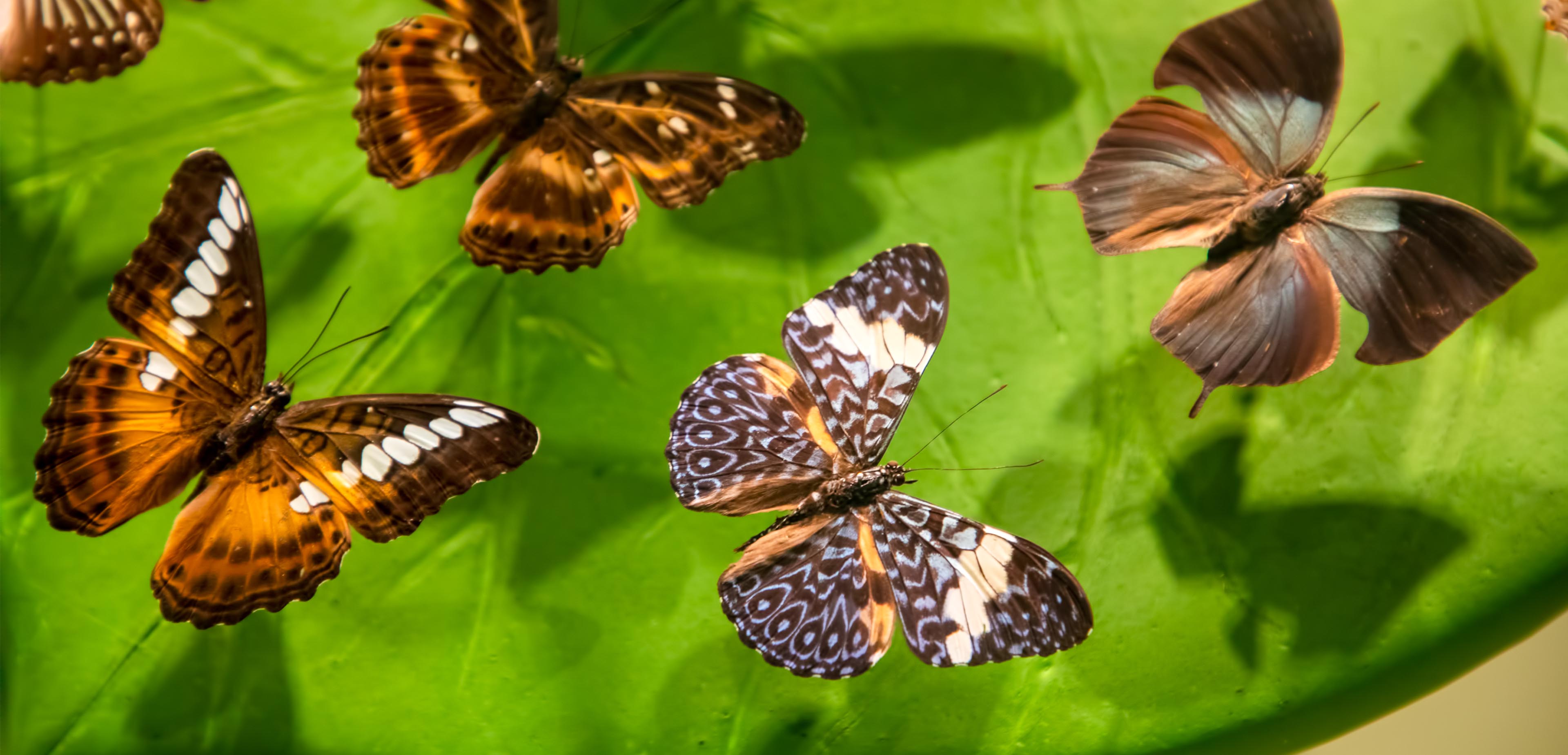 Butterflies Who Copycat Survive Better | Swire Properties