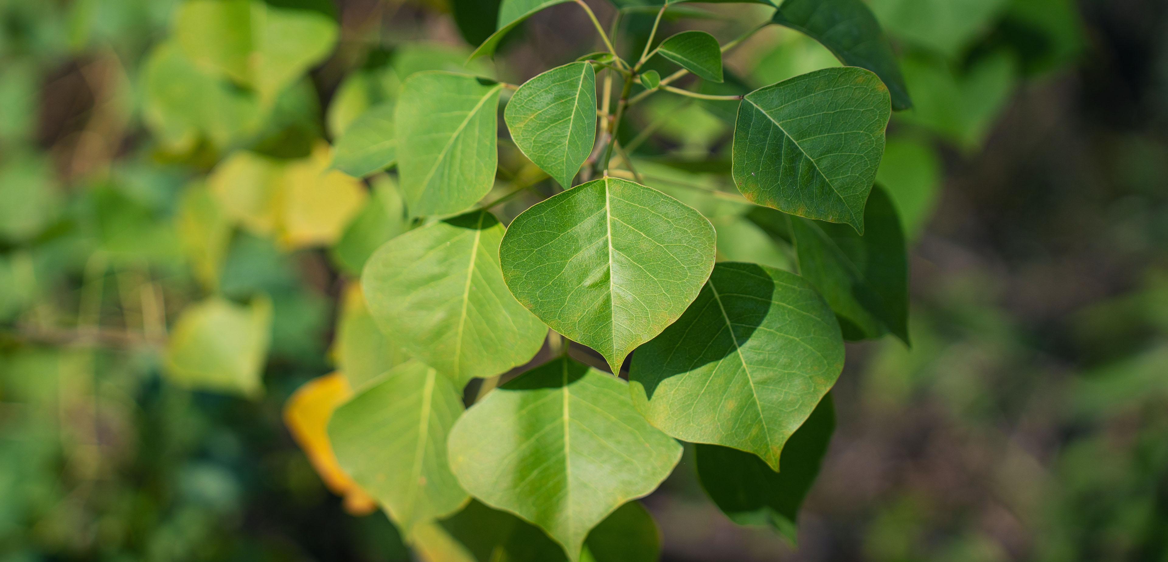 Chinese Tallow Tree | Swire Properties