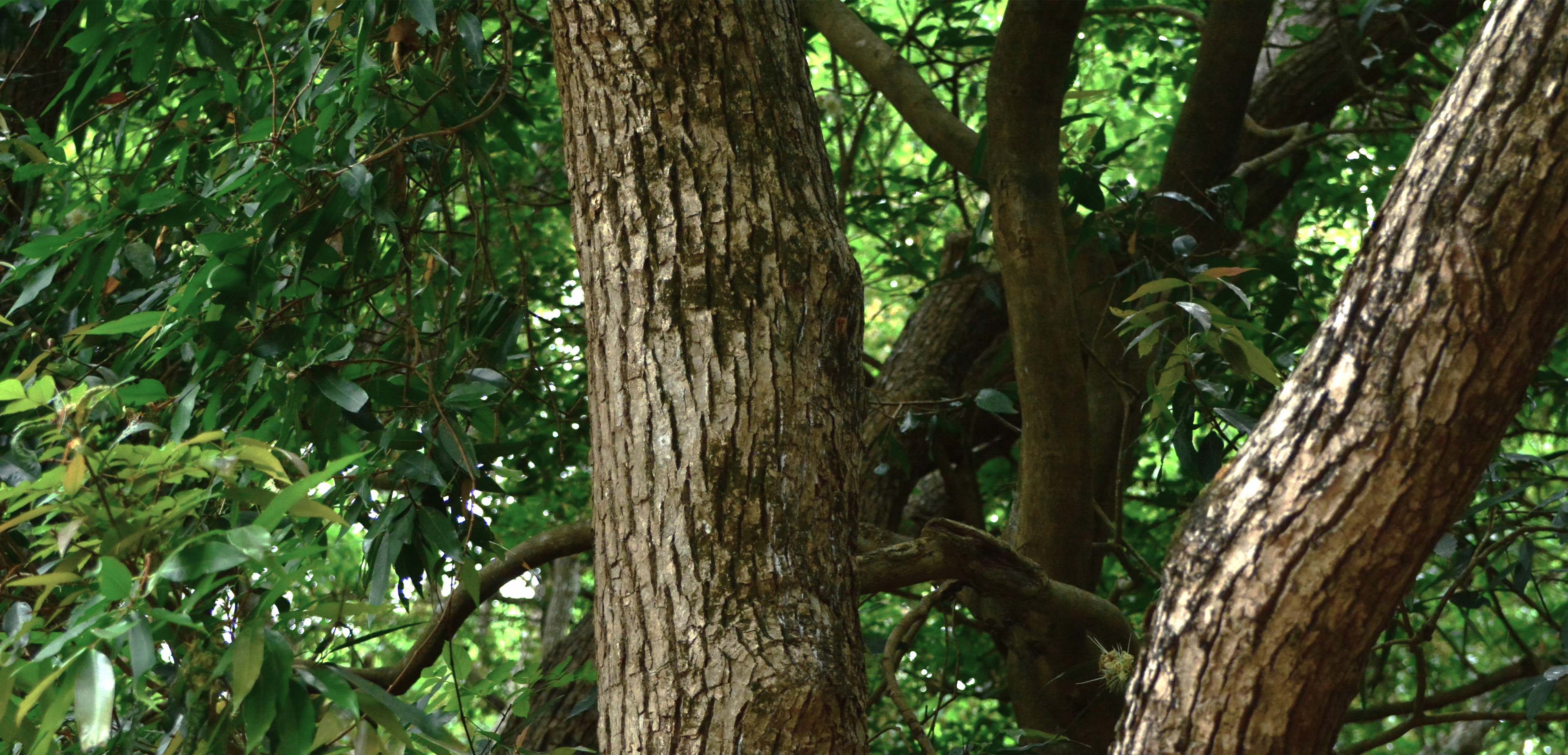 Camphor Tree | Swire Properties