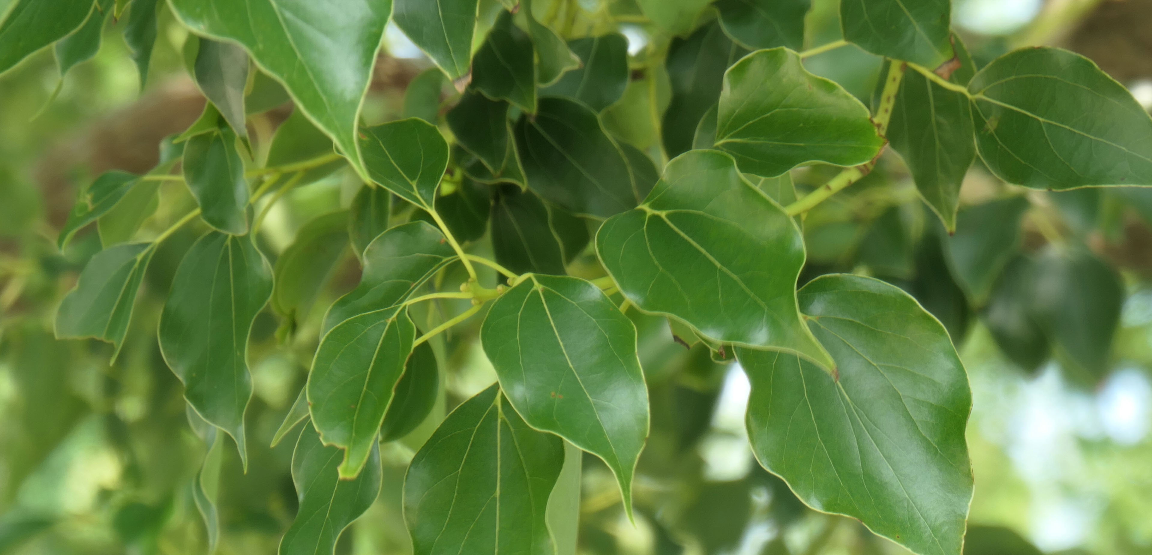 Camphor Tree | Swire Properties 