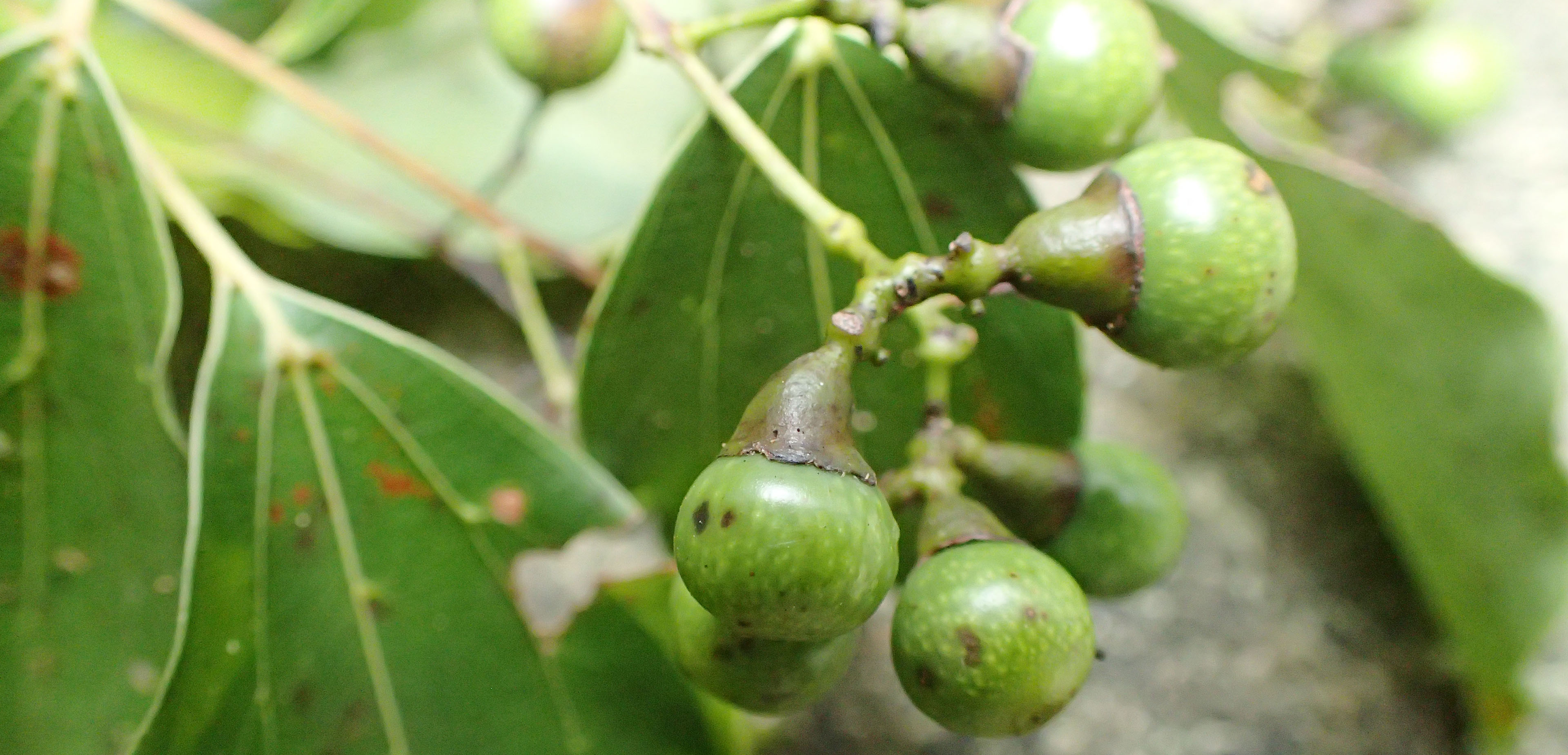 Camphor Tree | Swire Properties