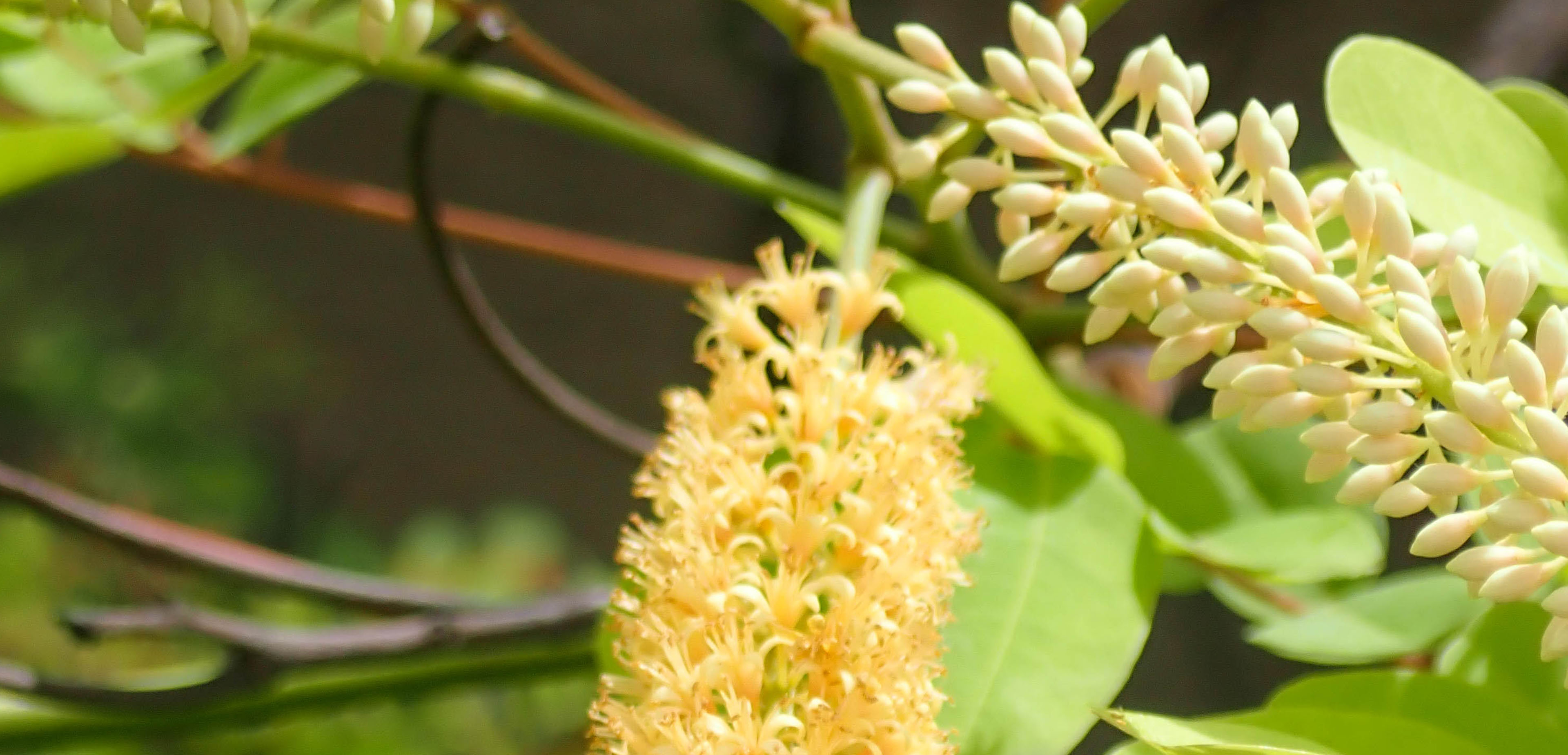 Red Sandalwood | Swire Properties