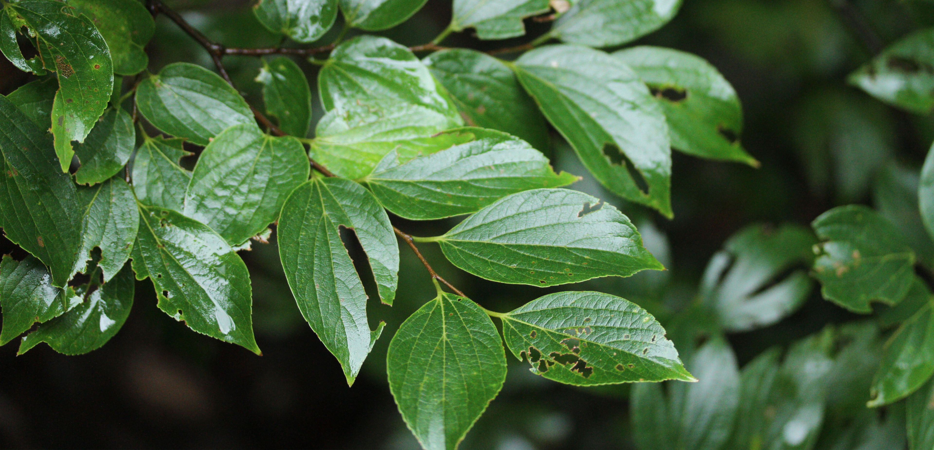 Chinese Hackberry 