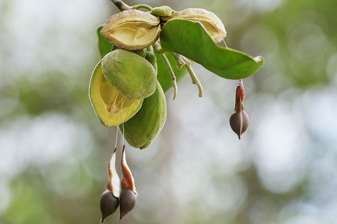 Why Biodiversity Matters | Swire Properties