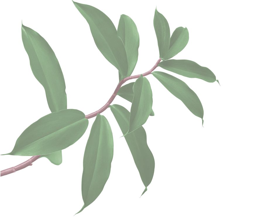 Chinese Hackberry | Swire Properties